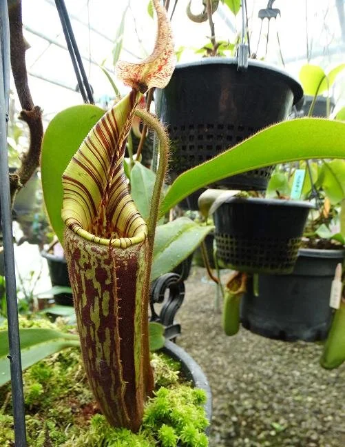Nepenthes mollis/hurrelliana (Mount Kemul) — Scotland Carnivorous